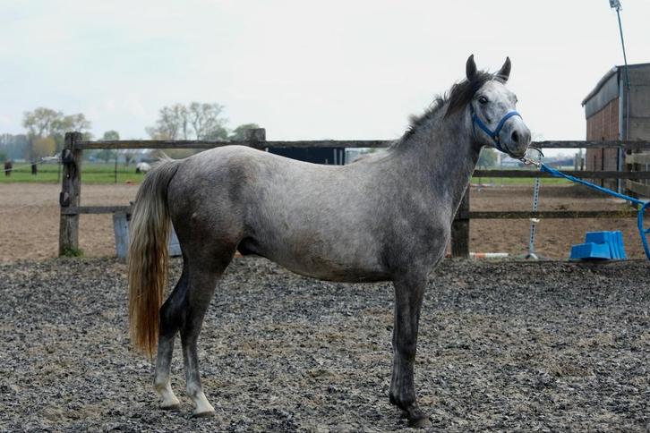 Jonge d pony (s), Dieren en Toebehoren, Pony's, Meerdere dieren, Onbeleerd, D pony (1.37m tot 1.48m), Recreatiepony, 3 tot 6 jaar