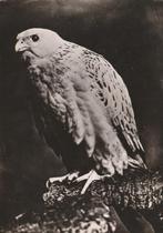 SOORT  VALK, Verzamelen, Postkaarten | Dieren, Verzenden, Ongelopen, Vogel