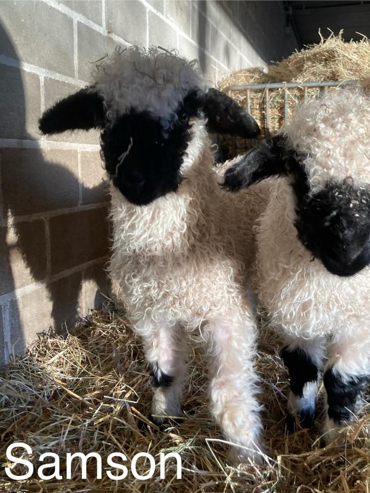 Samson van ‘t Graanhof, ramlam, Walliser Schwarznase, Dieren en Toebehoren, Schapen, Geiten en Varkens, Schaap, Mannelijk, 0 tot 2 jaar