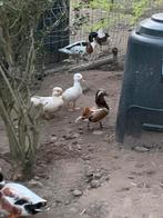 Koppel mandarijneend, Dieren en Toebehoren, Pluimvee