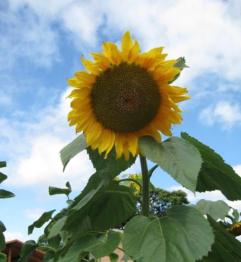 Sterke jonge zonnebloemplantjes (Giganteus) te koop, Ophalen, Zomer, Eenjarig