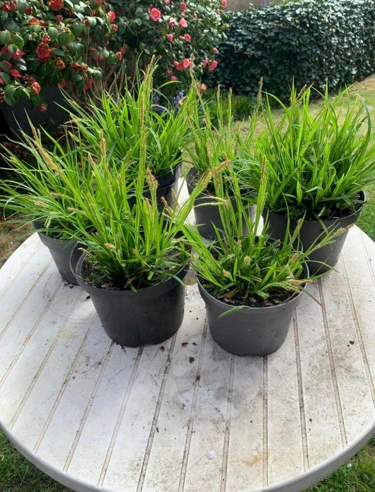 Siergrassen, Tuin en Terras, Ophalen, Siergrassen