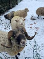 Prachtige schimmel ram ouessant, Mâle, Mouton, 3 à 5 ans