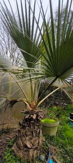 Mooie collectie palmen te koop, brahea,wagnerianus,fortunei., Ophalen