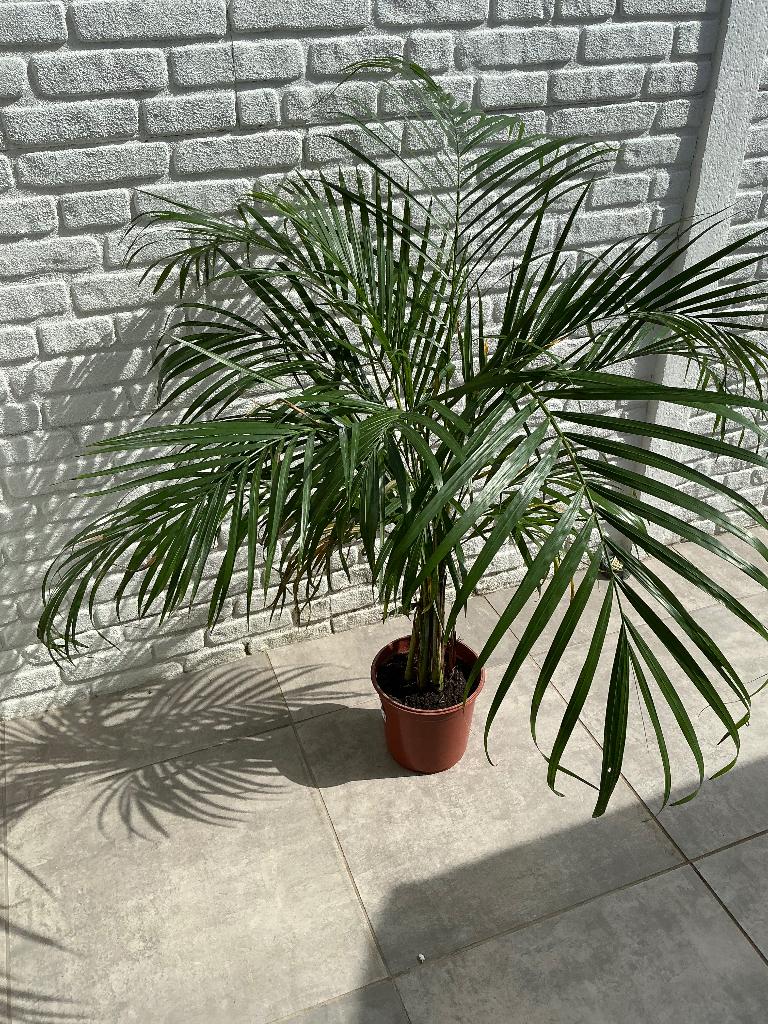 Areca palm plant, Ophalen