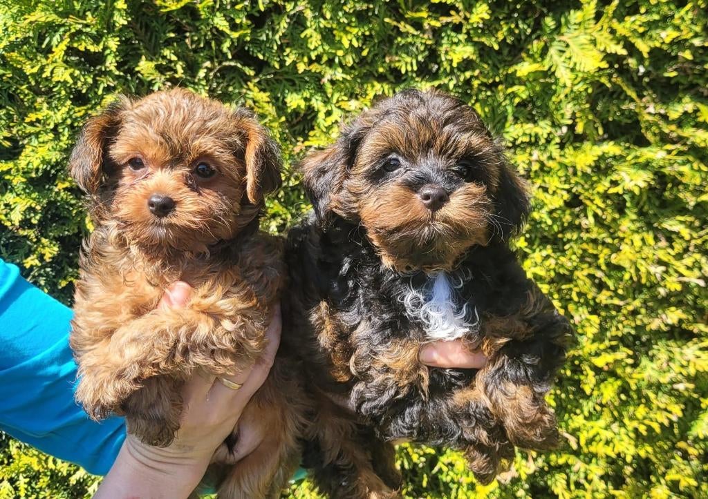 Schattige hypoallergene mini pups: 2 reutjes!!!, Parvo, België, Fokker | Hobbymatig, Overige rassen