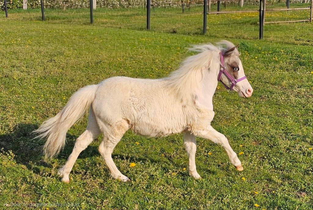 BMP minipaard hengstje, Dieren en Toebehoren, Paarden, Hengst, 0 tot 2 jaar, Met stamboom, Gechipt, Ontwormd