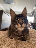 Maine Coon Kittens beschikbaar, Dieren en Toebehoren, Meerdere dieren, Gechipt, 0 tot 2 jaar