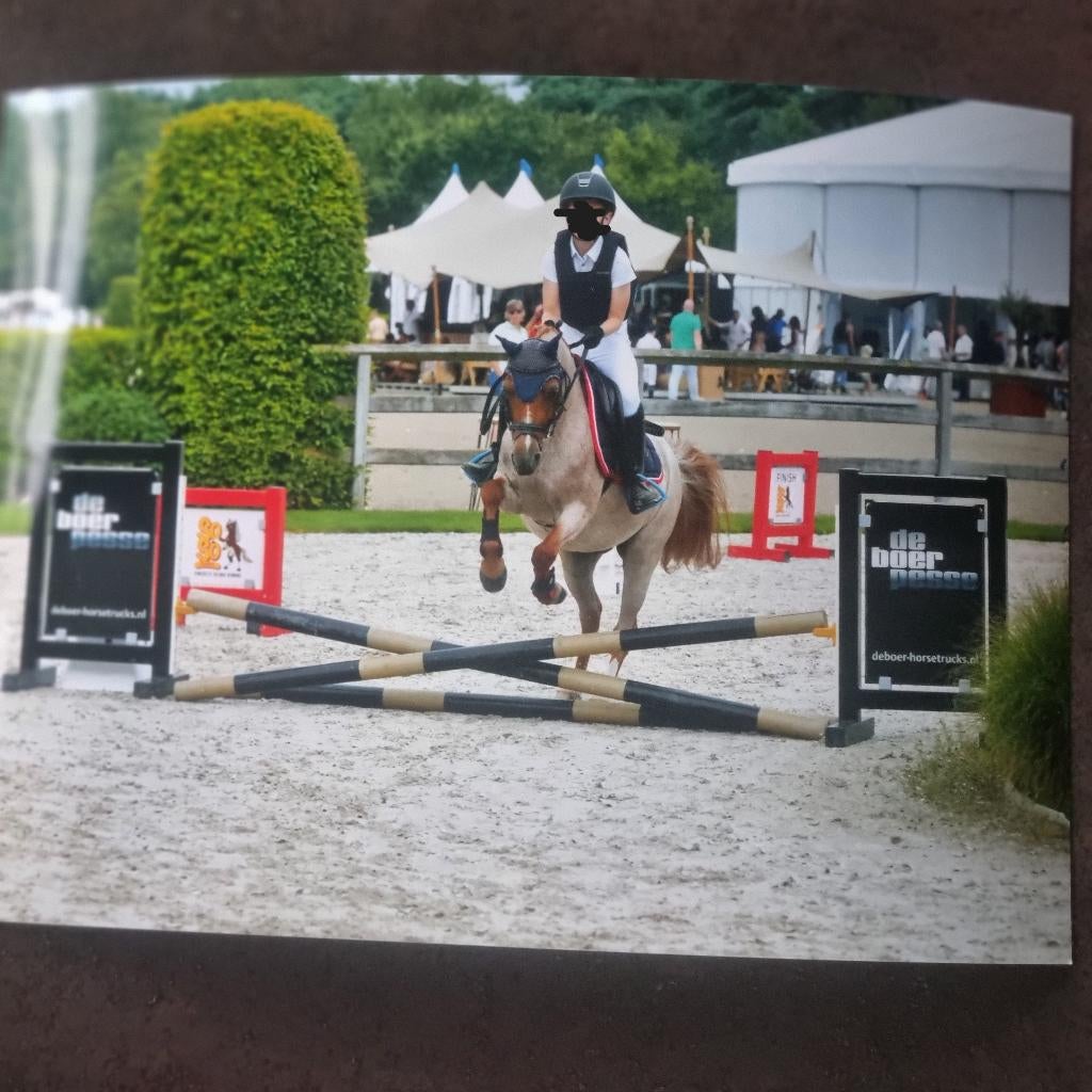 Super lieve Welsh A-pony te koop, Dieren en Toebehoren, Merrie, A pony (tot 1.17m), 11 jaar of ouder, Met stamboom