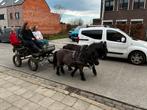Makkelijke fijne menpony, Dieren en Toebehoren, Paarden, Ruin