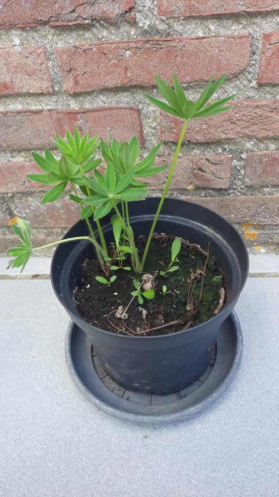 Vaste plant: Lupine, Tuin en Terras, Ophalen, Vaste plant, Volle zon
