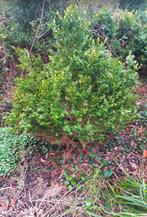 Buxus, Tuin en Terras, Ophalen, Buxus, Struik