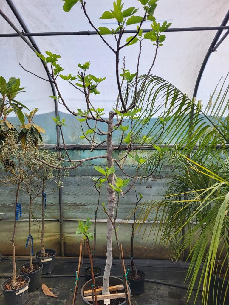 Ficus carica, hauteur environ 2 m, Enlèvement