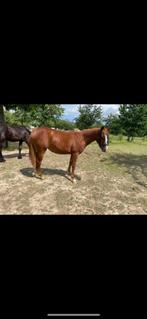Quarter horse merrie 2 jaar, Animaux & Accessoires, Chevaux, Non dressé, Jument, Vermifugé, Moins de 160 cm