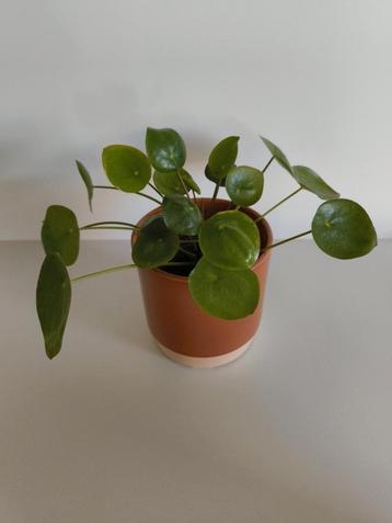 Pannenkoekplantje beschikbaar voor biedingen