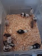 Muizen, Dieren en Toebehoren, Knaagdieren, September