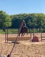 5 jarige D pony top afstamming, Dieren en Toebehoren, Merrie