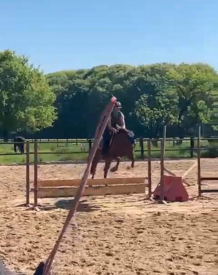 5 jarige D pony top afstamming, Animaux & Accessoires, Poneys, Jument