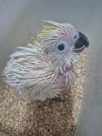 Cacatoès à crête jaune de taille moyenne, Animaux & Accessoires, Bagué