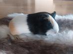Jonge cavia zeugjes, Dieren en Toebehoren, Knaagdieren, Cavia