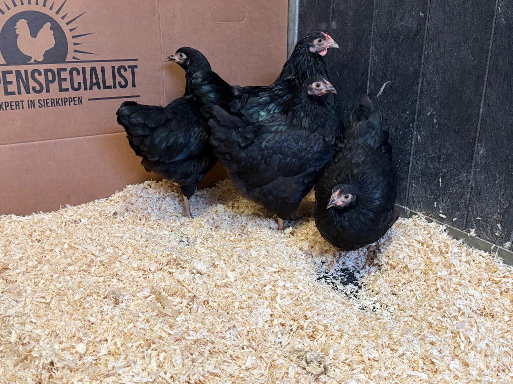Jonge tamme Wyandotte kriel zwart gesekst en ingeënt, Dieren en Toebehoren, Pluimvee, Kip, Vrouwelijk