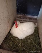 6 jonge witte legkippen te koop, Dieren en Toebehoren, Pluimvee, Vrouwelijk, Kip