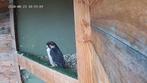 couple reproducteur Lanner Falcón (feldeggii), Bagué, Oiseau de proie, Plusieurs animaux