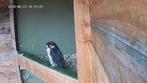 kweek koppel Lanner Falcon (feldeggii), Meerdere dieren, Geringd, Roofvogel