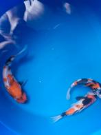 Diverse koi tosai., Dieren en Toebehoren