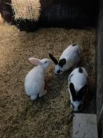 Vlinder konijn, Dieren en Toebehoren, Meerdere dieren, Middelgroot, 0 tot 2 jaar