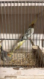 Koppel valkparkieten 2025, Dieren en Toebehoren, Vogels | Parkieten en Papegaaien