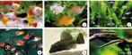 guppy's of andere klein warm water vissen, Dieren en Toebehoren, Vis, Zoetwatervis, Schoolvis