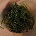 Java mos, Ophalen, Plant(en), Steen of Hout