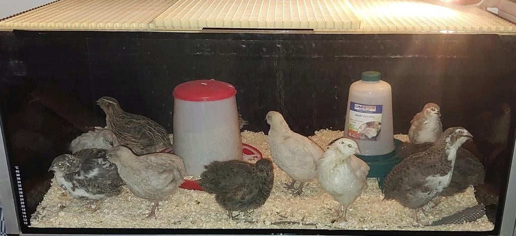 Mooie mix kleuren Japanse jumbo kwartels kuikens broedeieren, Animaux & Accessoires, Volatiles