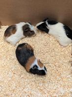 Cavia zeugies, Dieren en Toebehoren, Knaagdieren, Januari, Cavia