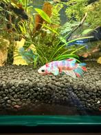 Betta femelle Koi, Animaux & Accessoires, Poissons | Aquariums & Accessoires, Enlèvement