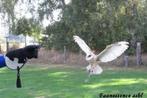 🦅 Stage fauconnerie – Expérience unique avec les rapaces 🦅, Ophalen, Nieuw