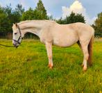 CLINTON FOKMERRIE TE KOOP, Dieren en Toebehoren, Paarden, 170 tot 175 cm, Springpaard, 11 jaar of ouder, Merrie