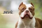 PRACHTIGE AMERICAN BULLY DEK REUEN (NIET TE KOOP), Dieren en Toebehoren, Honden | Bulldogs, Pinschers en Molossers, België, Reu