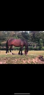 Merrie 14 jaar  recreatie-wandelpaard, Dieren en Toebehoren, Merrie, Niet van toepassing, 160 tot 165 cm, 11 jaar of ouder