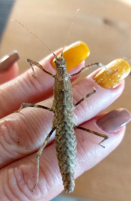 Wandelende takken, Dieren en Toebehoren, Insecten en Spinnen, Wandelende tak