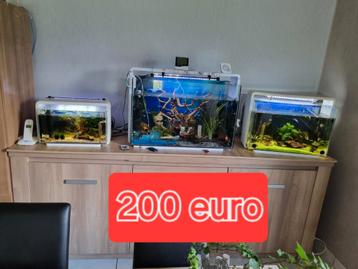 3 x aquariums, tout compris. Animaux, chauffage, filtre, air