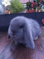 Franse hangoor ram, Dieren en Toebehoren, Mannelijk, Middelgroot, Hangoor, 0 tot 2 jaar