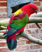 Gezocht, Dieren en Toebehoren, Vogels | Parkieten en Papegaaien