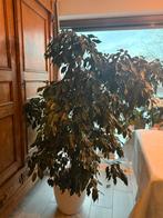 Treurvijg - ficus Benjamina, Maison & Meubles, Plantes d'intérieur, Enlèvement, Ficus, En pot, 150 à 200 cm