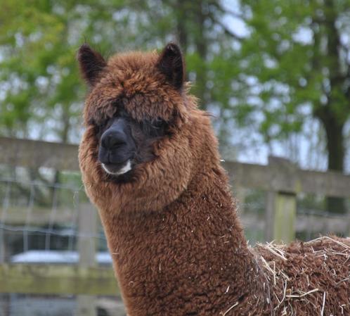 Alpaca hengst, Animaux & Accessoires, Animaux Autre, Mâle