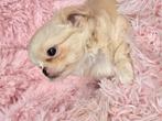 Chihuahua pup, Dieren en Toebehoren, België, Fokker | Hobbymatig, CDV (hondenziekte), 8 tot 15 weken