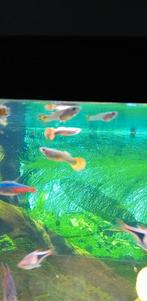 guppy's, Dieren en Toebehoren, Vis, Zoetwatervis