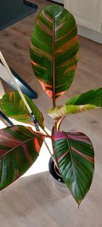 Banana plant Musa nono, Huis en Inrichting, Kamerplanten, Ophalen