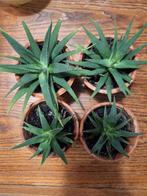 4 vetplantjes in terra cotta potjes 8cm, Tuin en Terras, Planten | Tuinplanten, Ophalen